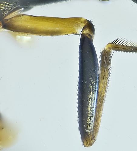 Sepsis sp.